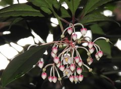 Ardisia hanceana