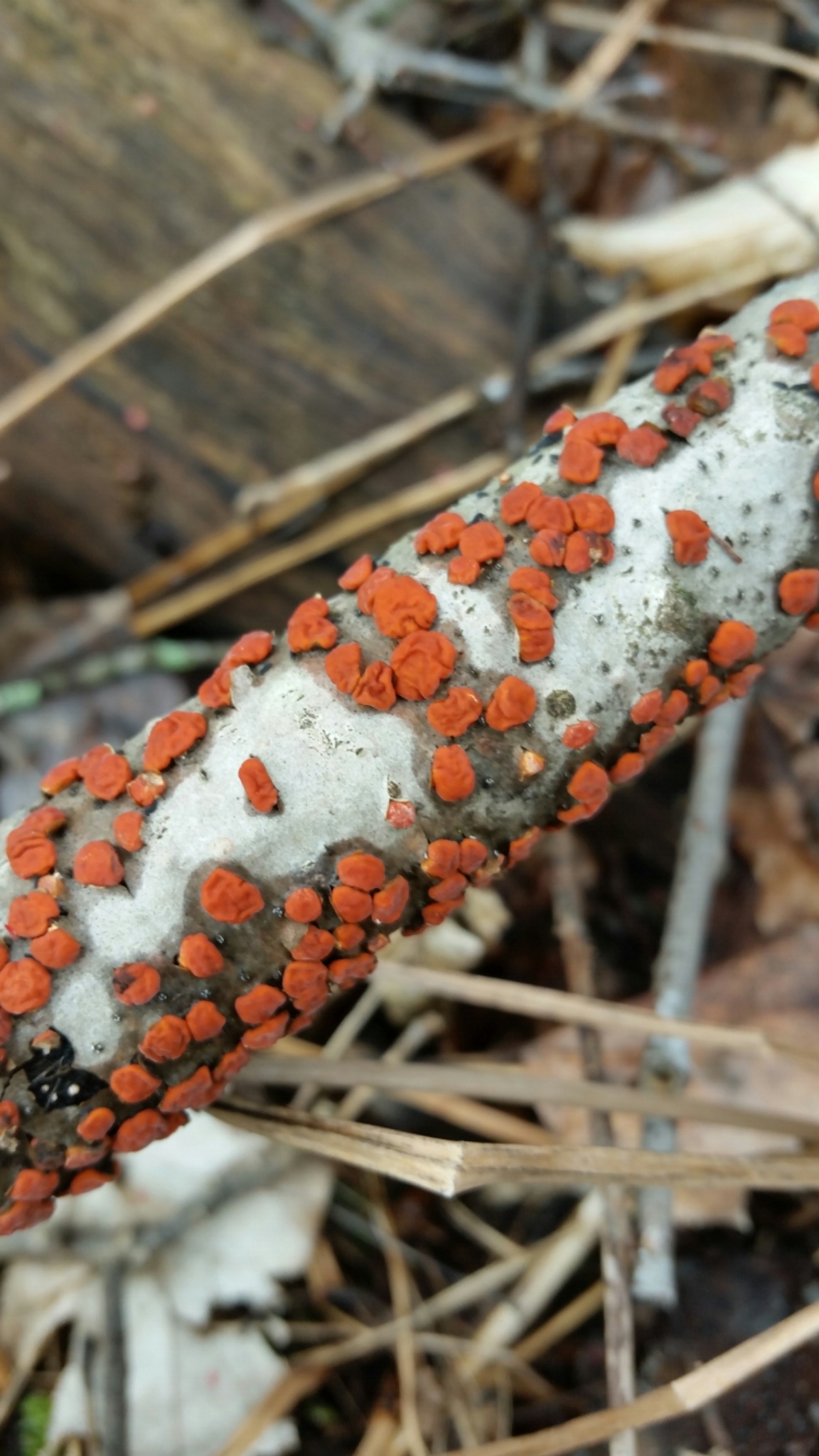 Peniophora rufa image