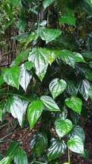 Piper lanatum