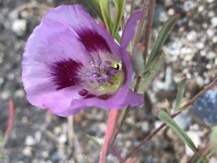 Clarkia speciosa polyantha