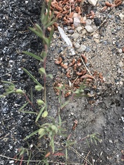 Clarkia speciosa polyantha