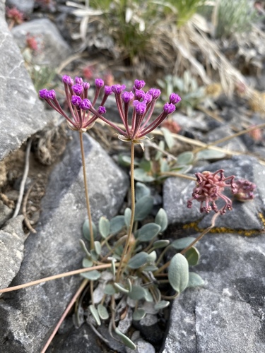 Dwarf sand verbena (Abronia nana)