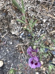 Clarkia speciosa polyantha