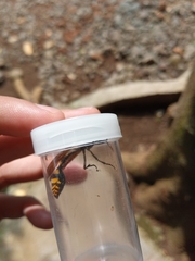 Phimenes flavopictus blanchardi