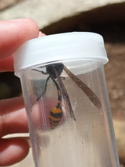 Phimenes flavopictus blanchardi