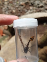 Phimenes flavopictus blanchardi