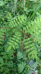 Zanthoxylum piperitum