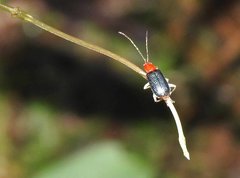 Trichobalya bowringii