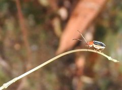 Trichobalya bowringii