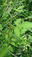 Rubus microphyllus