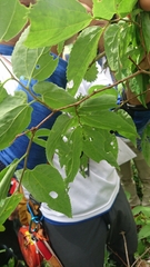 Celtis jessoensis
