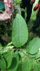 Celtis jessoensis