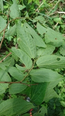 Celtis jessoensis