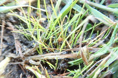 Isolepis basilaris