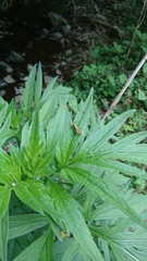 Parapodisma tenryuensis