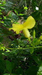 Apocynaceae