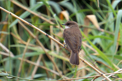 Muscicapa aquatica