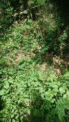 Parapodisma tenryuensis