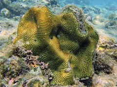 Leptoria phrygia