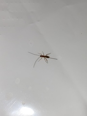 Macrocentrinae