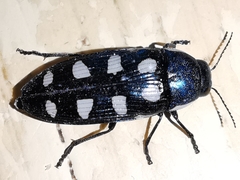 Buprestis octoguttata