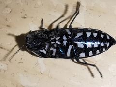 Buprestis octoguttata