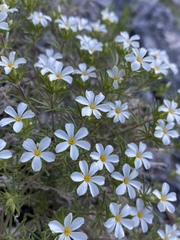 Leptosiphon nuttallii pubescens