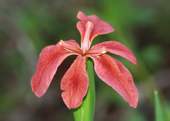 Iris fulva