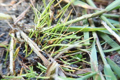 Isolepis basilaris