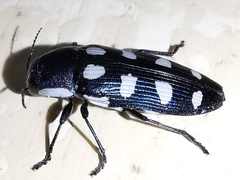 Buprestis octoguttata