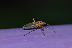 Stenomacra marginella