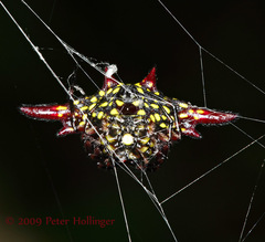 Gasteracantha diadesmia