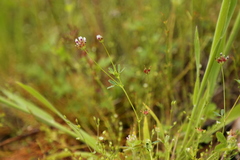 Trifolium oliganthum