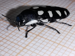 Buprestis octoguttata