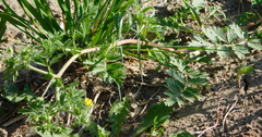 Potentilla paradoxa