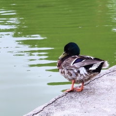 Anas platyrhynchos