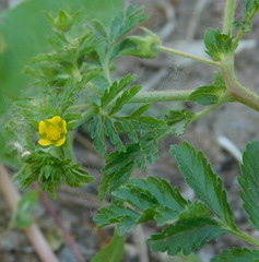 Potentilla paradoxa