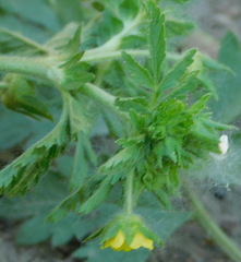 Potentilla paradoxa