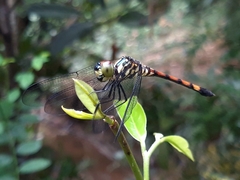 Agrionoptera insignis