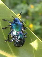 Platycorynus peregrinus