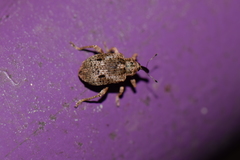 Phelypera distigma