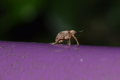 Phelypera distigma