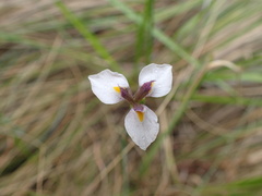 Moraea modesta