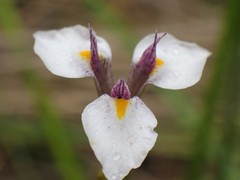 Moraea modesta