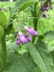 Symphytum officinale