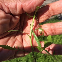 Lepidium virginicum