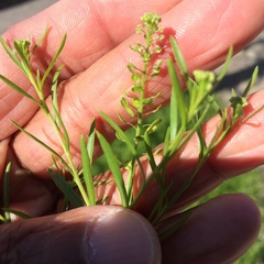 Lepidium virginicum