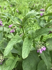 Symphytum officinale