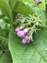 Symphytum officinale