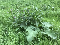 Symphytum officinale